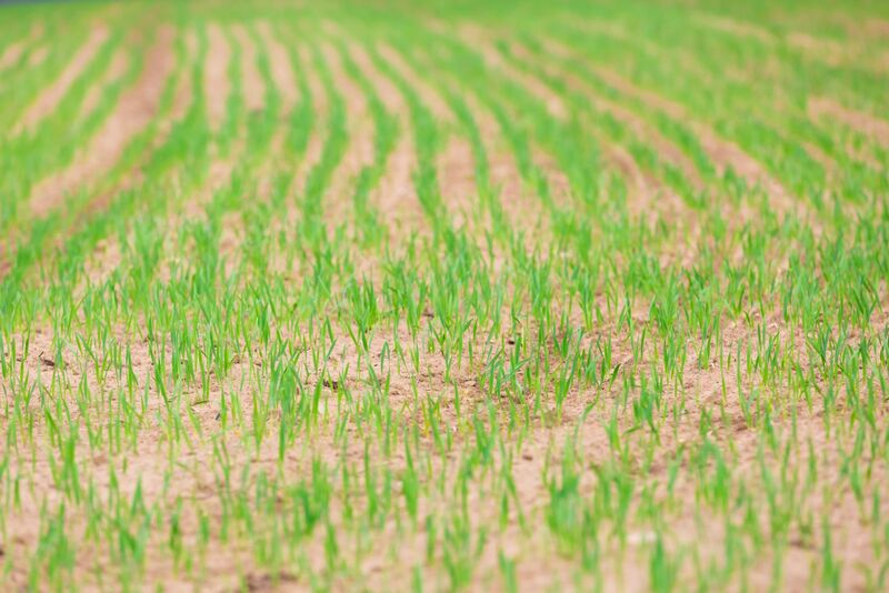corn-holding-gains-at-midday