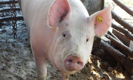 Hogs Push Higher on Friday to Close the Week with Strength