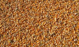 Corn Mixed on Tuesday’s Midday
