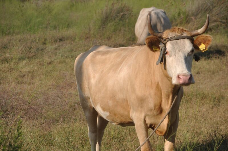 cattle-fall-on-wednesday