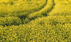World food prices at more than two-year high, FAO says
