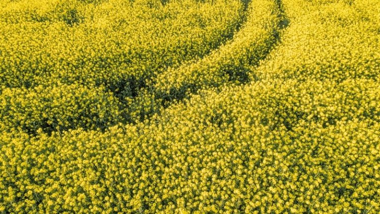 Read more about the article World food prices at more than two-year high, FAO says
