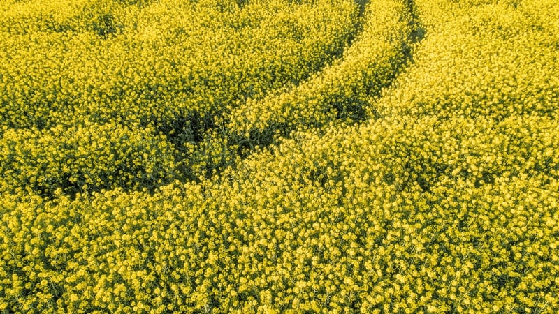 world-food-prices-at-more-than-two-year-high,-fao-says