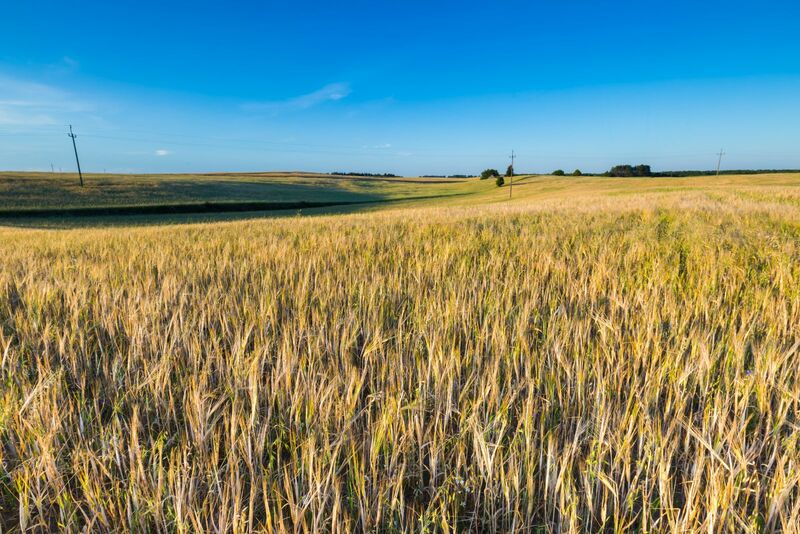 wheat-higher-at-midday