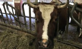 Cattle Losses Extend to Friday
