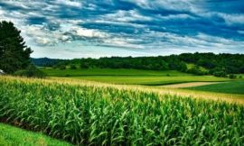 Corn Slip into Friday’s Close