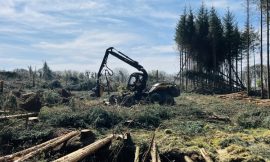 HSA to target forestry sector in new safety focus