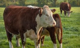 Are farmers justified in their opposition to Mercosur?