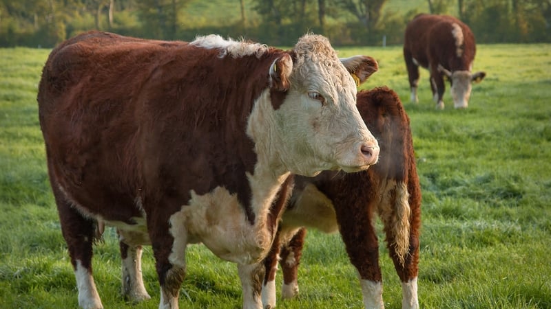 are-farmers-justified-in-their-opposition-to-mercosur?