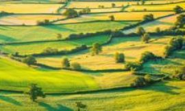 Farmers feel abandoned as Defra axes thousands of green contracts