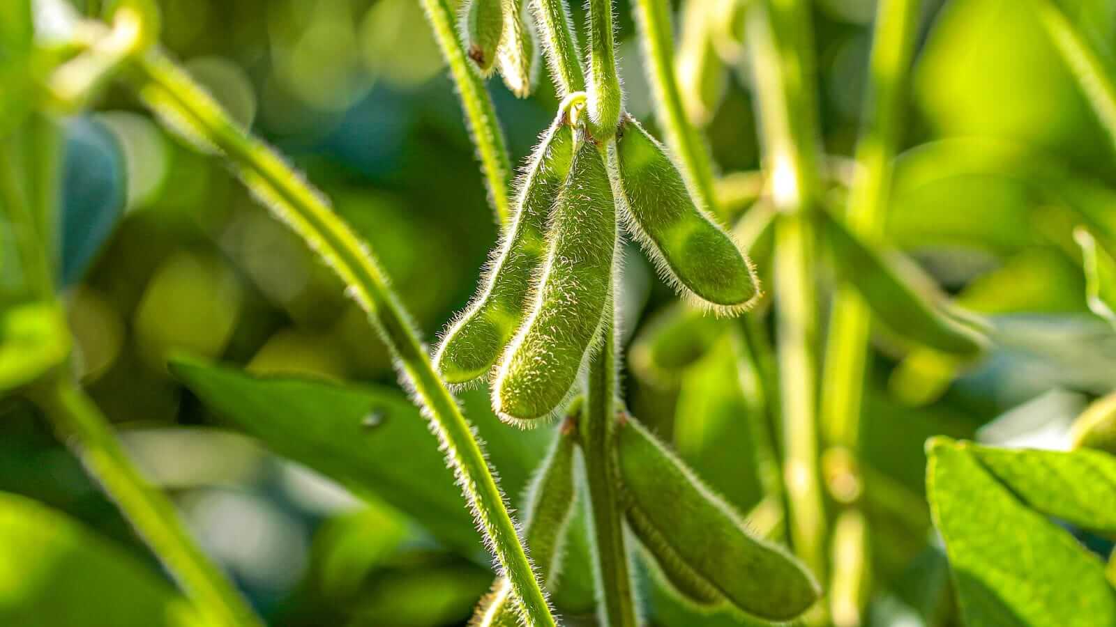 soybeans-ease-back-lower-on-tuesday,-as-the-products-diverge