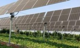 Will farming under solar panels take off?