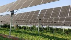 will-farming-under-solar-panels-take-off?