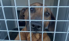 Minister urged to prevent Donegal ISPCA centre closure
