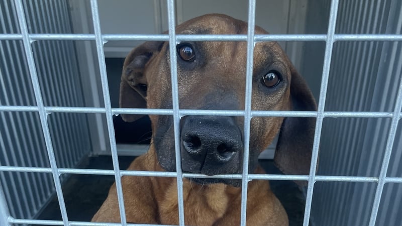 minister-urged-to-prevent-donegal-ispca-centre-closure