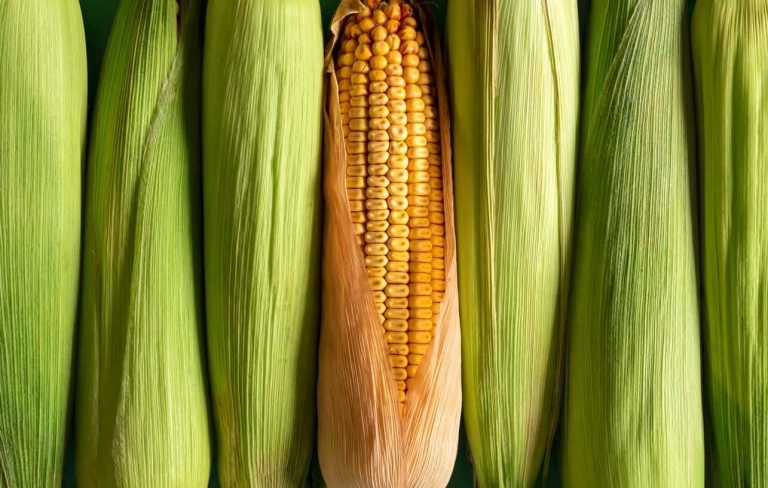 Read more about the article Corn Rallies on Friday Despite Increased Production Estimate