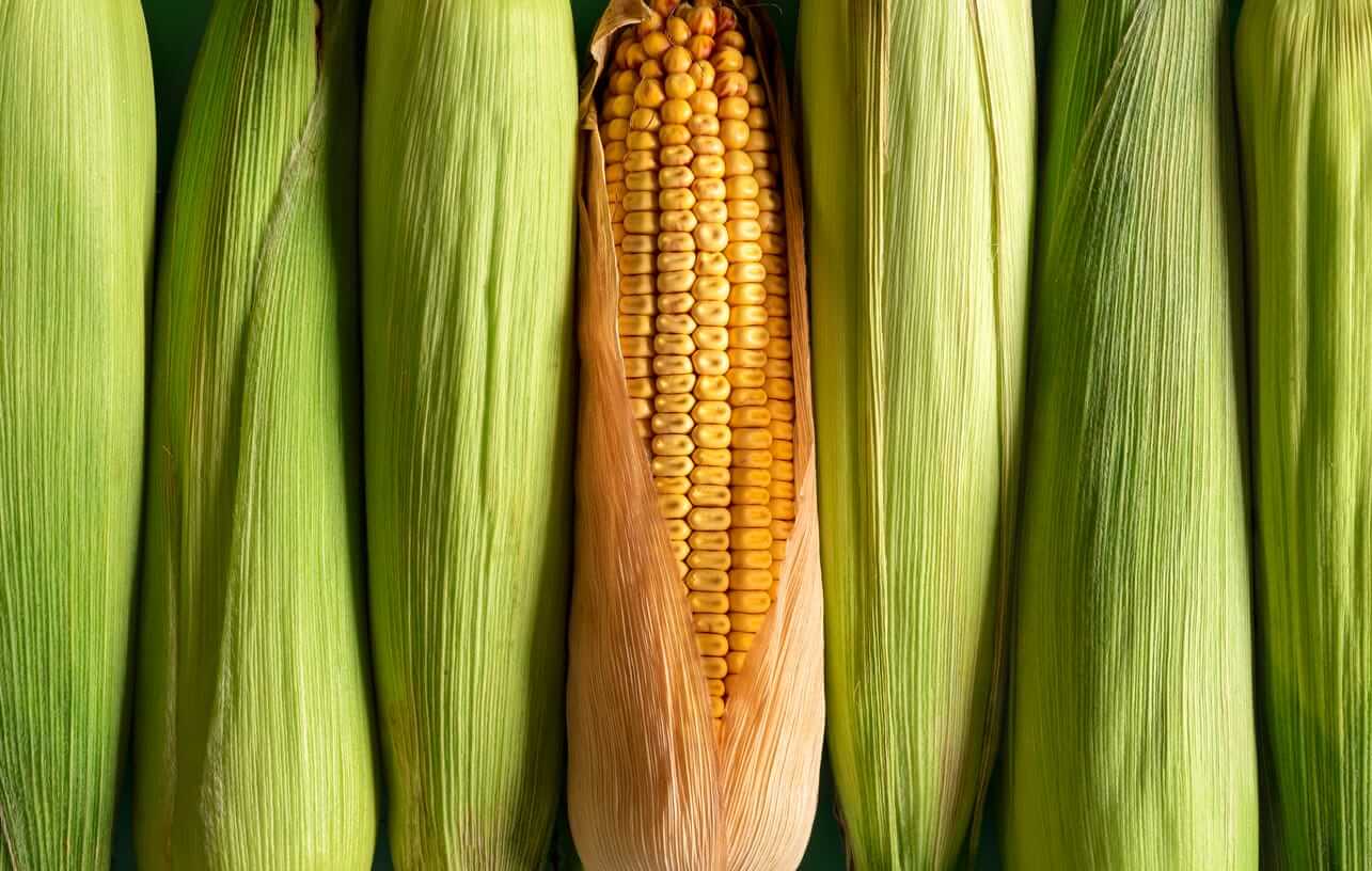 corn-rallies-on-friday-despite-increased-production-estimate