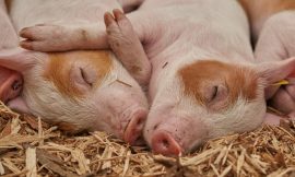 Hogs Rally on Tuesday