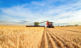 Wheat Mixed on Wednesday