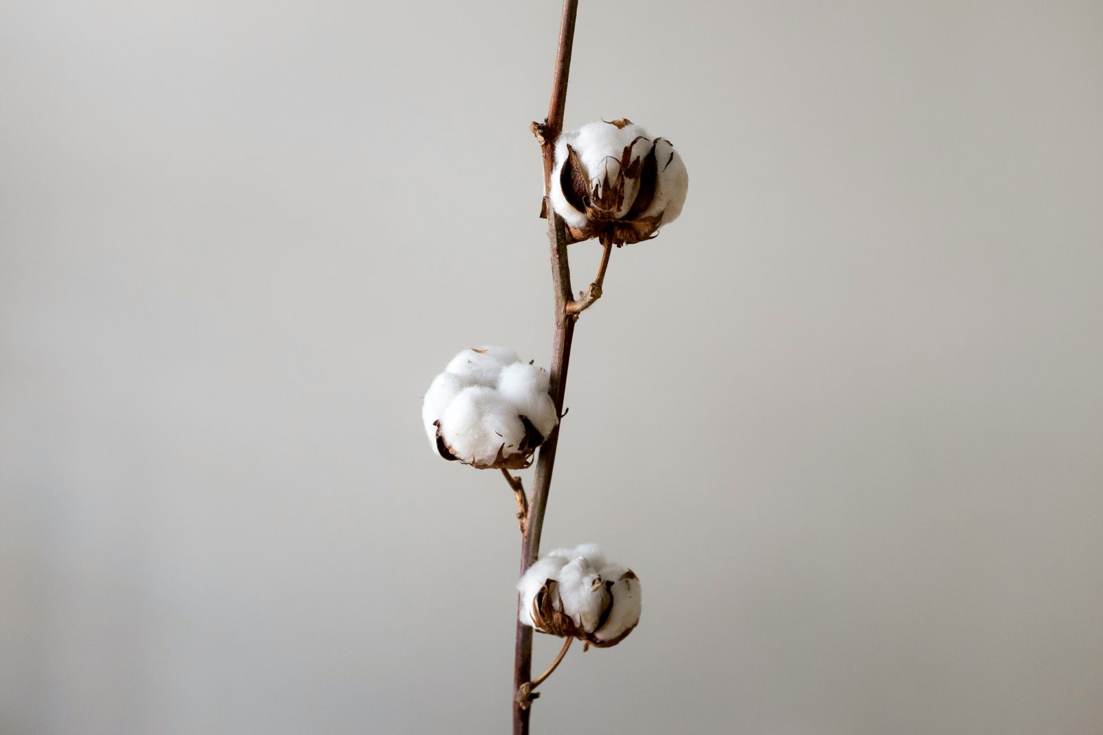 cotton-falls-back-on-wednesday