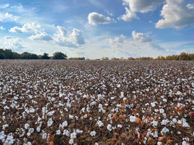 Read more about the article Cotton Ends Friday with Strength