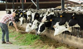 Cattle Close the Week with Mixed Friday Action