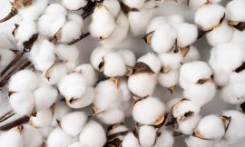 Cotton Sticking Close to Unchanged at Midday