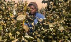 Zimbabwe’s blueberries to get zero-tariff access to Chinese market