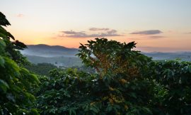 Coffee Prices Decline on Above-Average Rainfall in Brazil