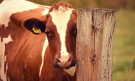 Cattle Post Monday Losses