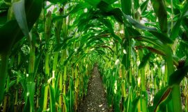 Corn Falls Lower on Monday, as Stocks Come in Well Above Estimates