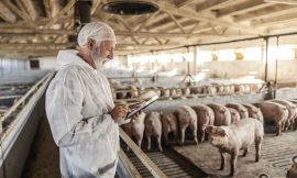 Hogs Close the Month with Weakness