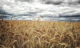 Wheat Falling as USDA Raises Production