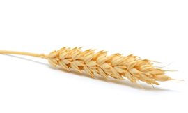 Wheat Post Mixed Action on Wednesday