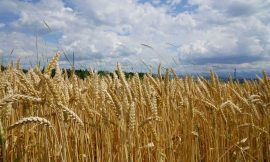 Wheat Holding Gains at Thursday’s Midday