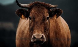 Cattle Rally Higher on Monday, as Beef Finds Buying