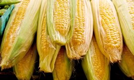 Corn Falls Back Lower on Tuesday