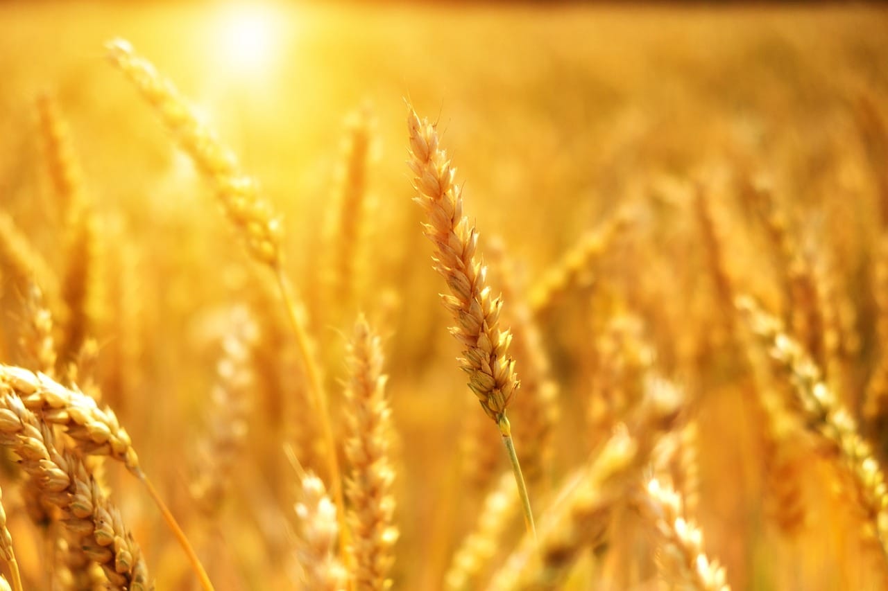 wheat-posting-midday-losses-on-friday