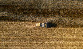 Wheat Mixed at Monday’s Midday