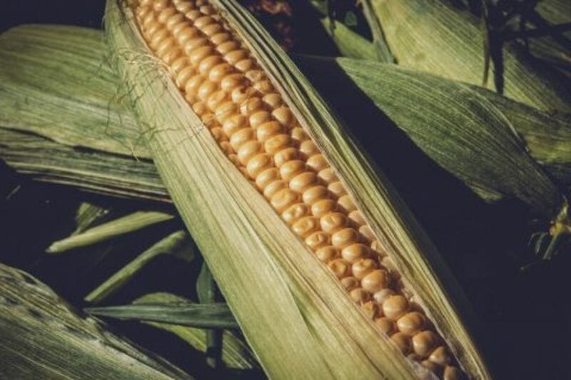 corn-closes-monday-with-losses