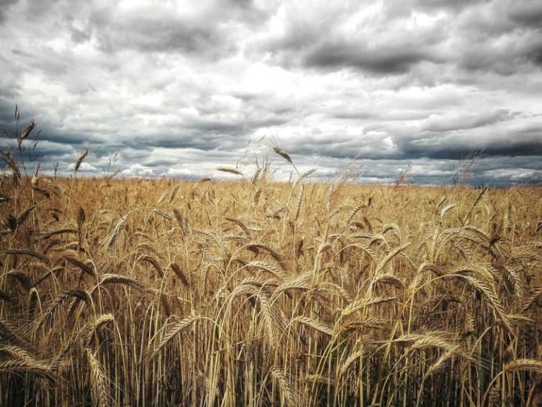 Read more about the article Wheat End Monday with Losses