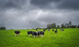 Price war could have major impact on milk production, IFA