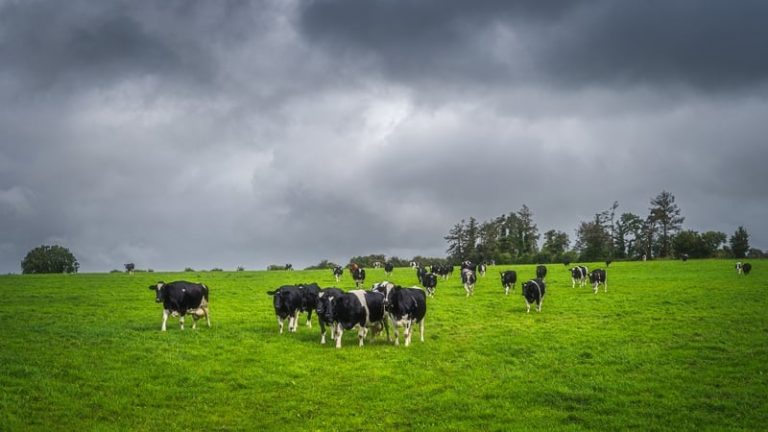 Read more about the article Price war could have major impact on milk production, IFA