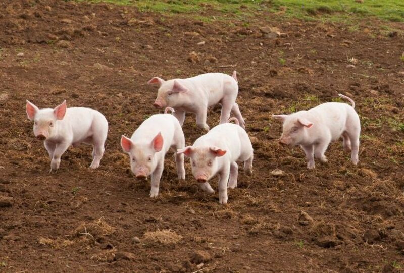 hogs-falling-on-tuesday