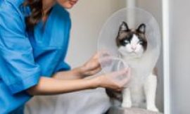 Vets should be made to publish prices, competition watchdog says