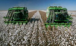 Cotton Bulls Pushing Higher on Wednesday