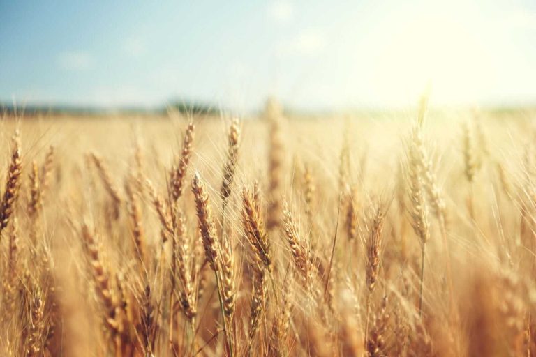 Read more about the article Wheat Sees Buying into the Weekend