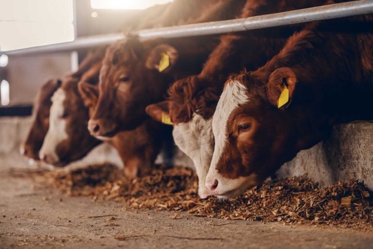 Read more about the article Cattle Collapse on Friday Amid Trump Comments to Lower Beef Prices