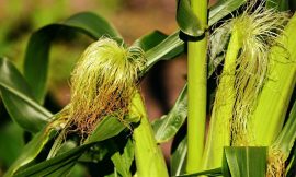 Corn Trading Higher at Midday