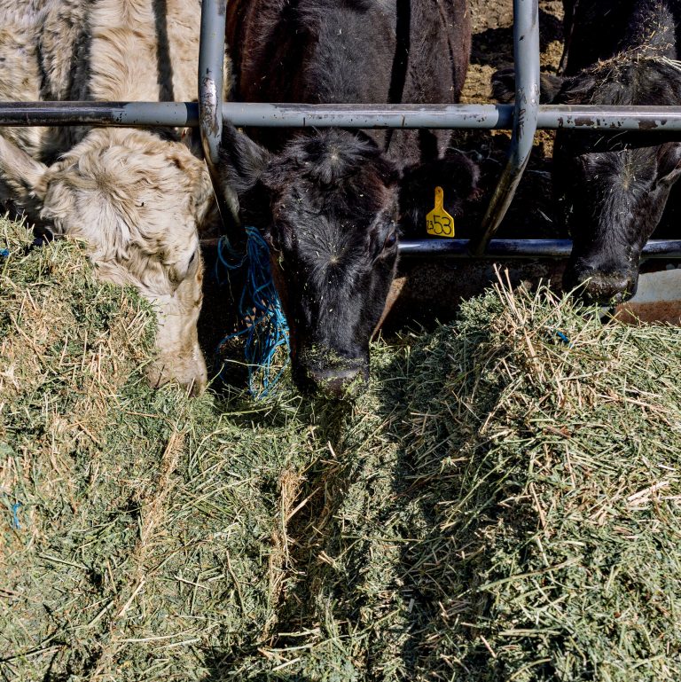 Read more about the article n